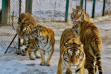 黑河市東北虎世界野生動物園，探索大自然的王者！